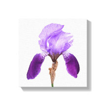 Hübsche lila Iris Blume Moderne, feine Blumenkunst