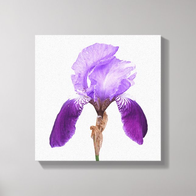 Hübsche lila Iris Blume Moderne, feine Blumenkunst Leinwanddruck (Vorderseite)
