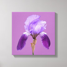 Hübsche lila Iris Moderne, einfache Blumenart
