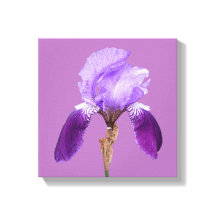 Hübsche lila Iris Moderne, einfache Blumenart