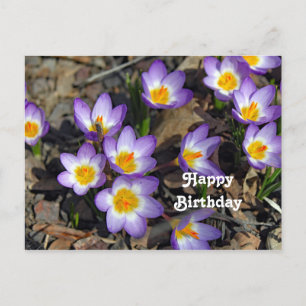 Hübsche lila Krokus-Blumen-Foto-Geburtstag Postkarte