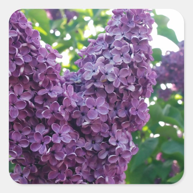 Hübsche Lila Lilacs Quadratischer Aufkleber (Vorderseite)