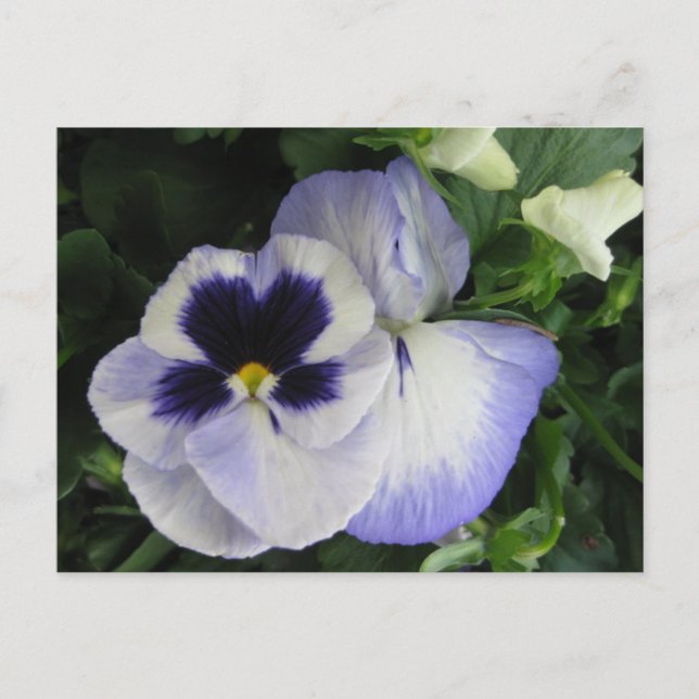Hübsche Lila Pansy-Blume Postkarte (Vorderseite)