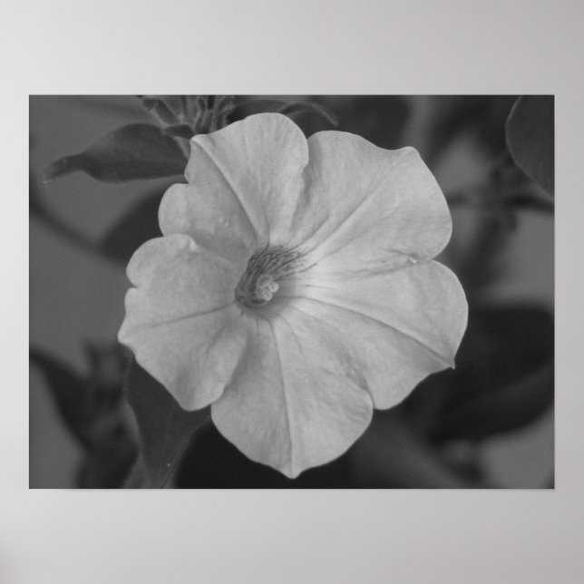 Hübsche Lila Petunia Poster (Vorne)