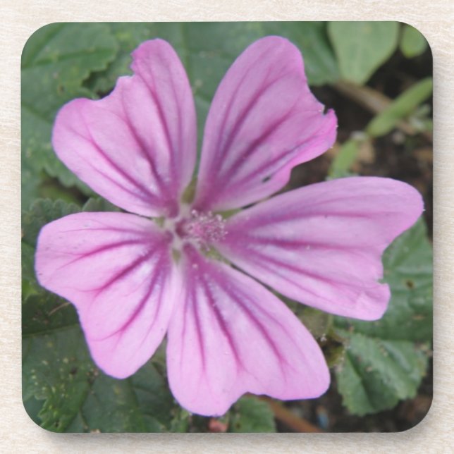 Hübsche Lila Wildblume Cork Untersetzer (Vorderseite)