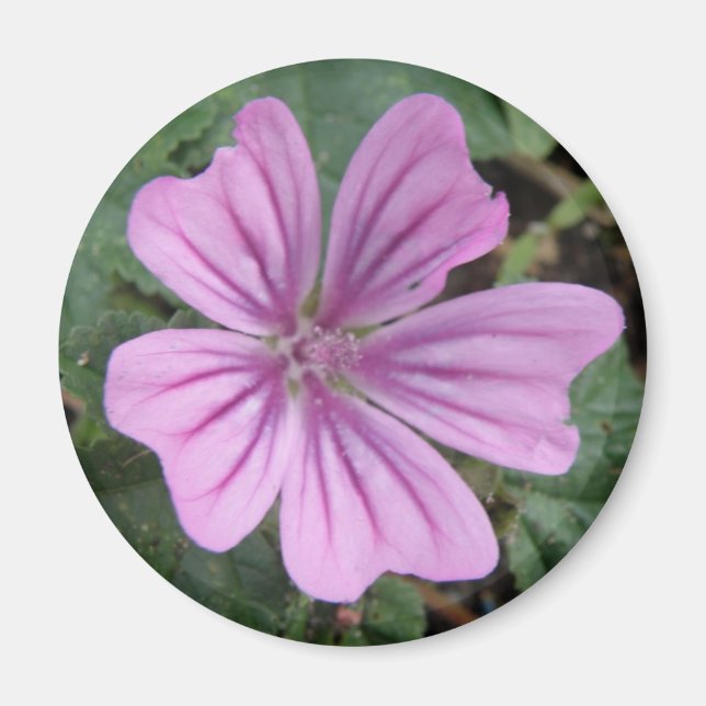Hübsche Lila Wildblume Magnet (Vorne)