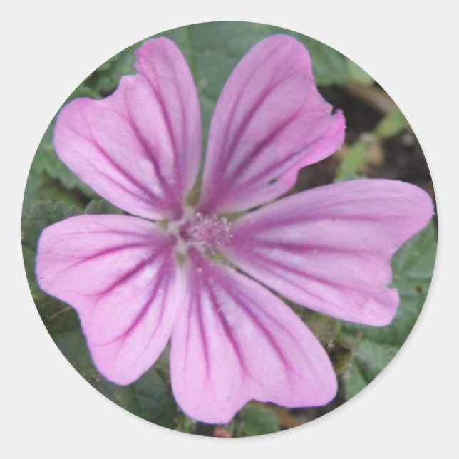 Hübsche Lila Wildblume Runder Aufkleber (Vorderseite)