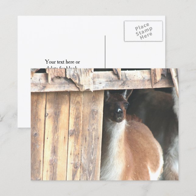Hübsche Llama-Farmtier-Personalisierung Postkarte (Vorne/Hinten)