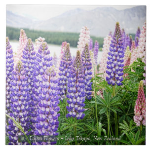 Hübsche Lupinen @ Lake Tekapo Neuseeland Fliese