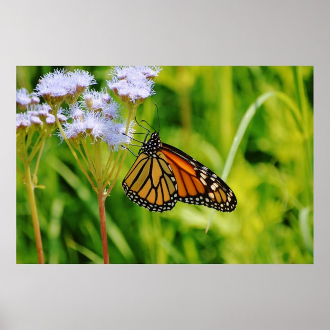Hübsche Monarch Butterfly Fotografie Blume Poster (Vorne)