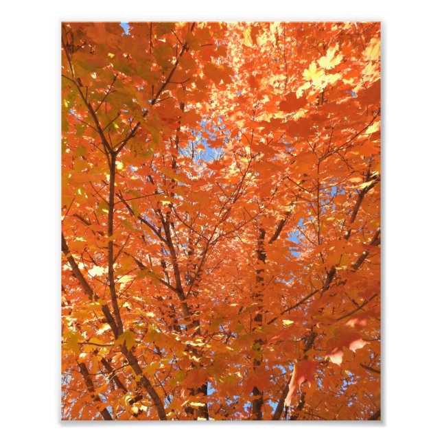 Hübsche Orange-Herbstlaube Fotodruck (Vorne)