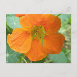 Hübsche Orange Kapuzinerkresse-Blumen-Postkarte Postkarte