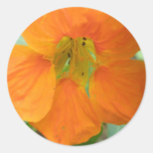 Hübsche Orange Nasturtium Blume Stickers