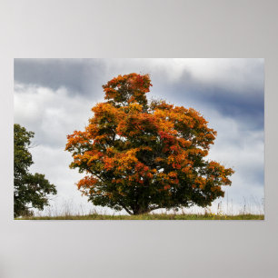 Hübsche Orange Poster