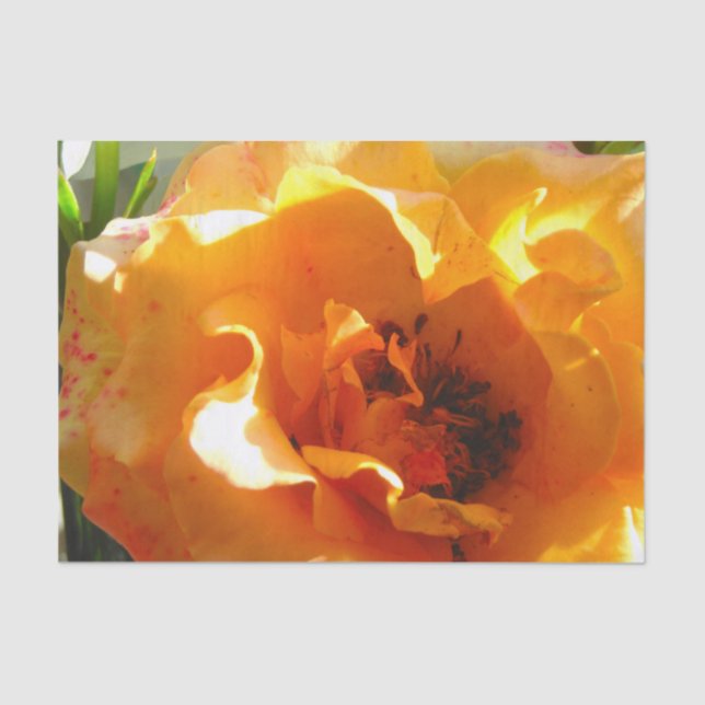 Hübsche orange Rose Seidenpapier (Vorderseite)