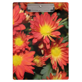 hübsche Orangensafari Blume. Blumengarten Klemmbrett