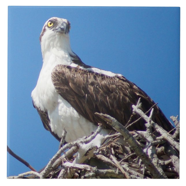 Hübsche Osprey-Falke-Vogel-Fliese Fliese (Vorderseite)