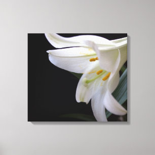 Hübsche Osterlilie-Blume in Schwarz Leinwanddruck
