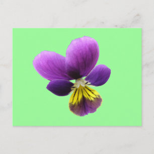 Hübsche Pansy Postkarte