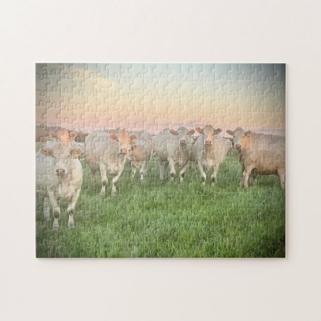 Hübsche Pastel Charolais Rinder auf Weiden Puzzle (Horizontal)