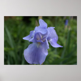 Hübsche Periwinkle Iris-Blume Poster