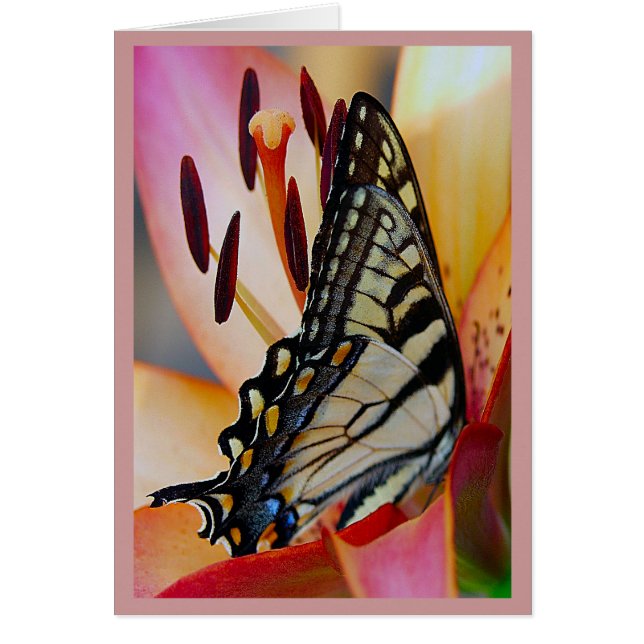 Hübsche Petalen (Vorne)