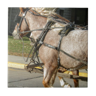 Hübsche Pferde Fliese