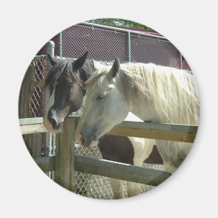 Hübsche Pferde Magnet