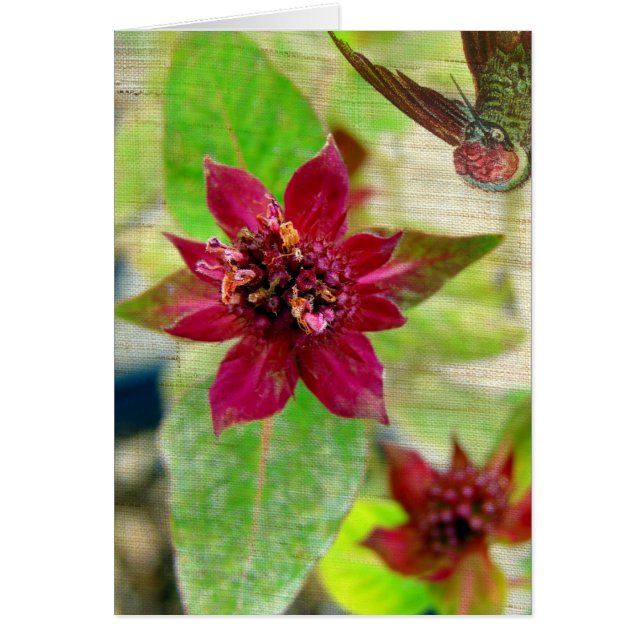 HÜBSCHE PFLANZE 2 (Vorne)