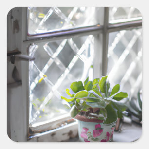 Hübsche Pflanze der Wasserfarbe im Fenster Quadratischer Aufkleber