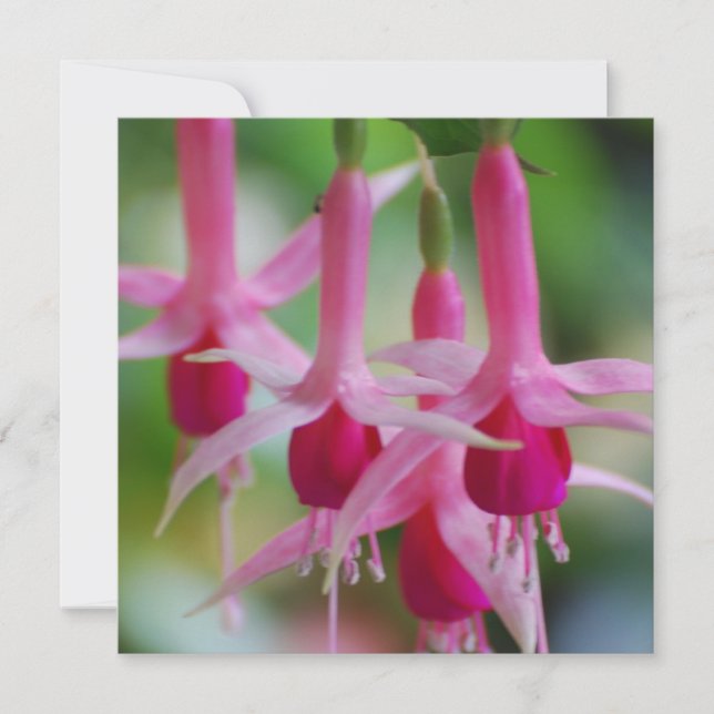 Hübsche Pink Fuchsia-Blume (Vorderseite)