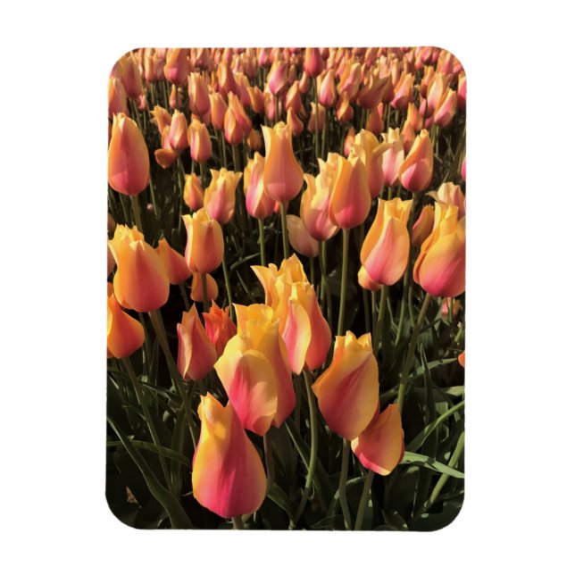 Hübsche Pink-gelbe Tulpen Magnet (Vertikal)