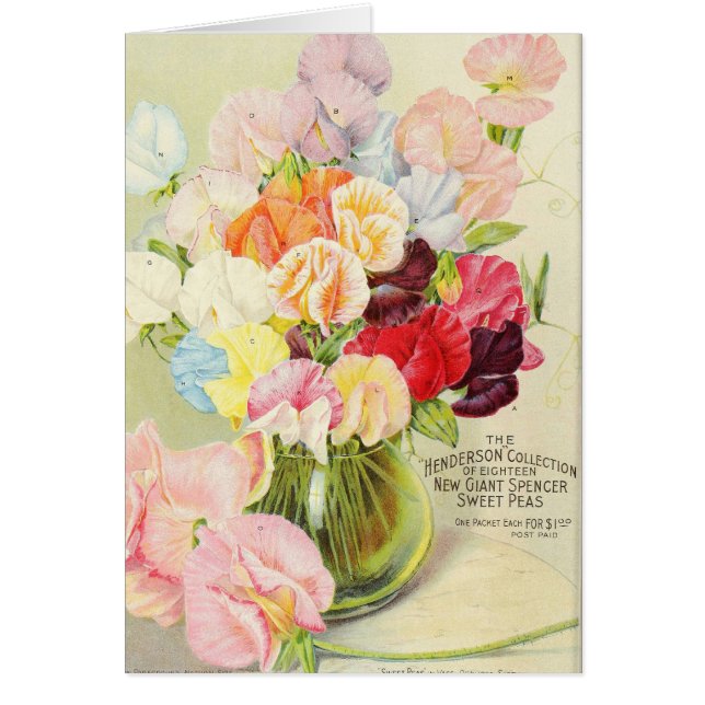 Hübsche Platterbsen (Vorne)