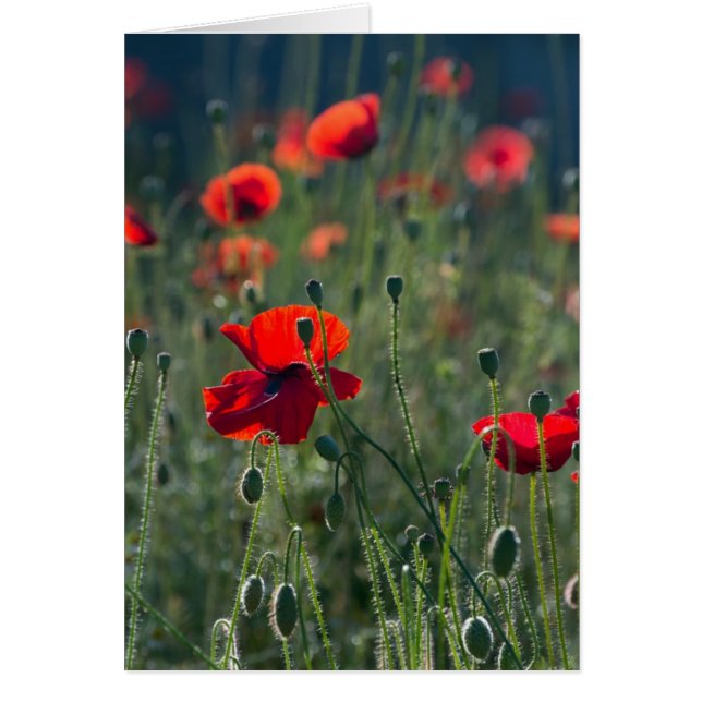 Hübsche Poppies im Wilden Wiesen-Foto (Vorne)