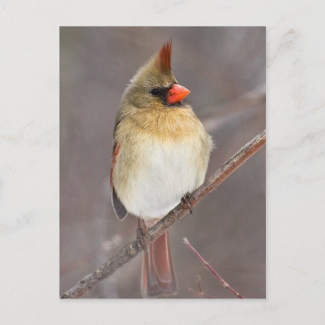 Hübsche Pose Postkarte (Vorderseite)