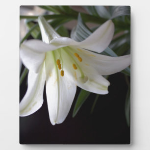 Hübsche, reine weiße Osterglockenblume in Schwarz Fotoplatte