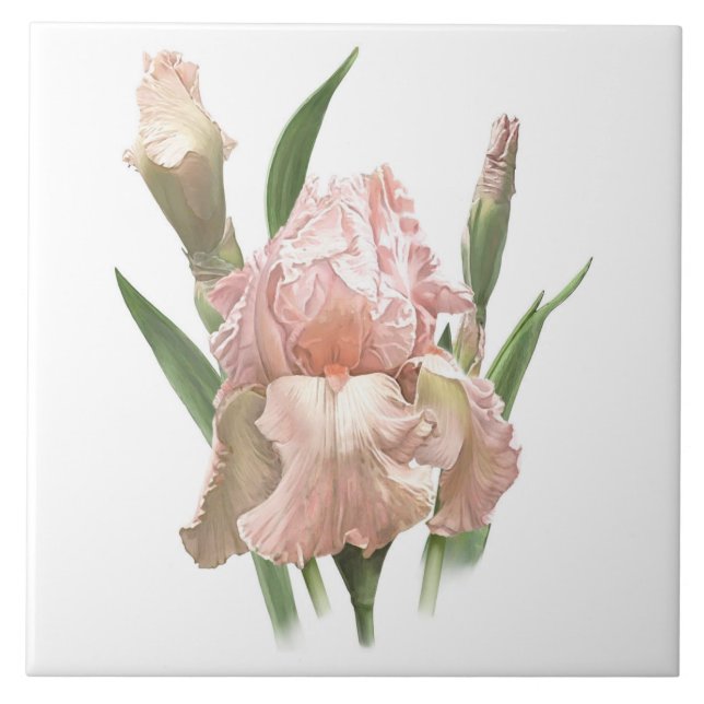 Hübsche rosa Bartirisblume, botanische Kunst Fliese (Vorderseite)