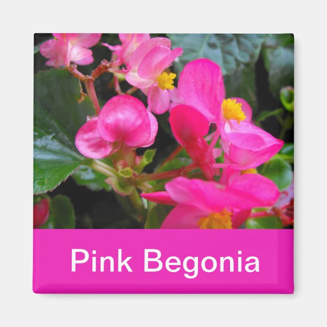 hübsche Rosa-Begonia-Blume Magnet (Vorne)