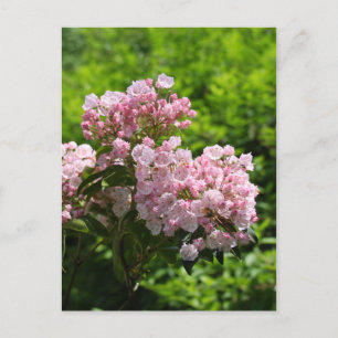 Hübsche rosa Berglorbeerblüten Postkarte