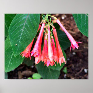 Hübsche rosa Blume Nah Poster