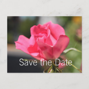 hübsche rosa Blume Save the Date Postkarte. Ankündigungspostkarte