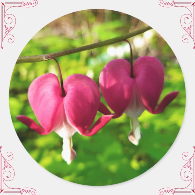 Hübsche rosa Blutungen Blume des Herzens Rundaufkl Runder Aufkleber (These pretty bleeding heart flower stickers will add a personal, floral touch to gifts/cards/crafts!)