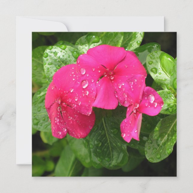 Hübsche Rosa Frühlingsblumen Makrofotografie (Vorderseite)