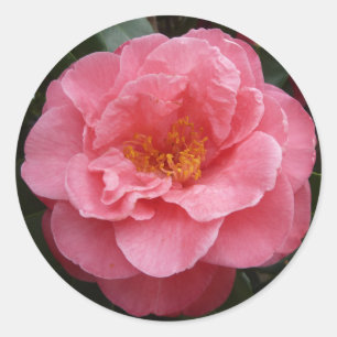 Hübsche rosa Kamelien-BlumenFoto-Aufkleber Runder Aufkleber