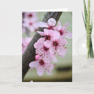Hübsche Rosa Kirschblossom Blume Karte