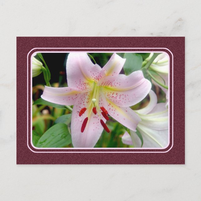 Hübsche Rosa Liege Blume Postkarte (Vorderseite)