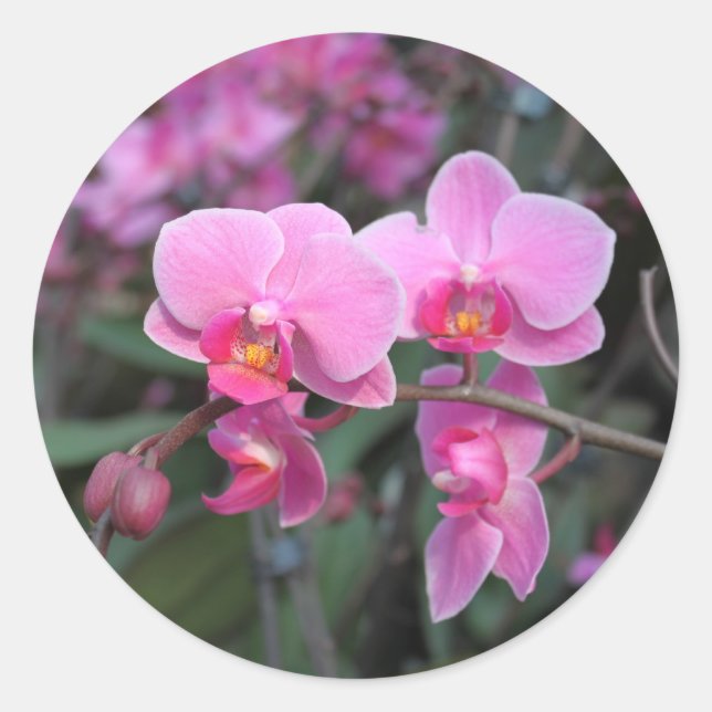 Hübsche Rosa-Orchideen-Blume Runder Aufkleber (Vorderseite)