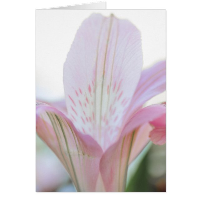 Hübsche rosa Pastell-Blume (Vorne)