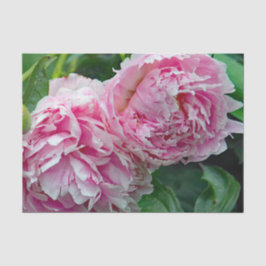 Hübsche rosa Peonies Seidenpapier