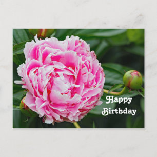 Hübsche rosa Pfingstrose Blumen Foto Geburtstag Postkarte